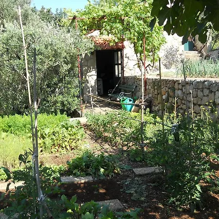 Butorac Kolocep Island